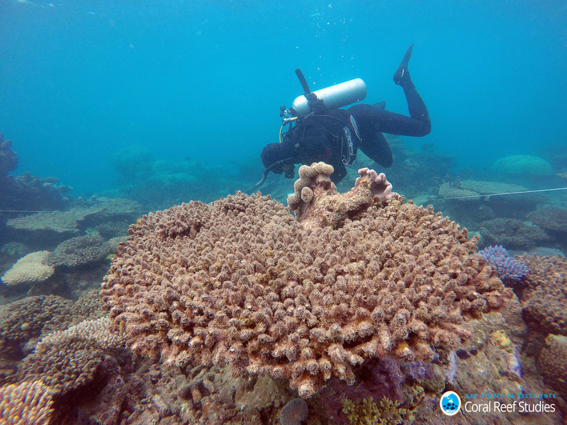 A scientist assesses coral mortality following a bleaching event. (Image: ARC Centre of Excellence For Coral Reef Studies)